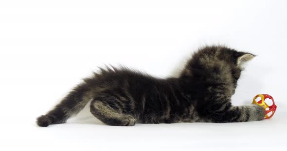 Brown Blotched Tabby Maine Coon Domestic Cat, Kitten playing against White Background, Normandy