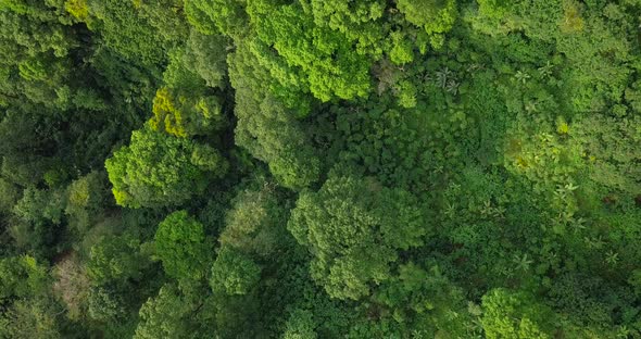 Straight down drone shot of dense green treetops of lighting rainforest in Indonesia