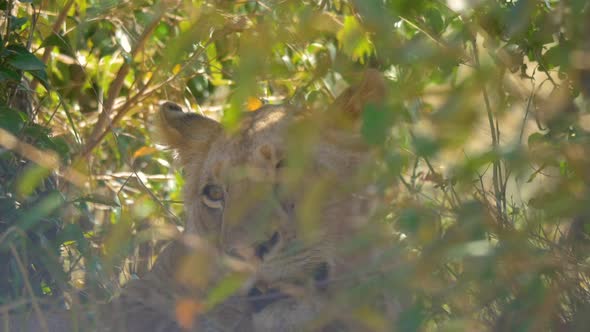 Close up of a lioness resting in shade