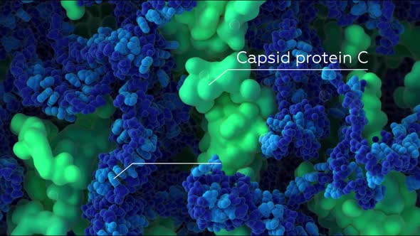 3D Microbiology Animated cells that protect the immune system