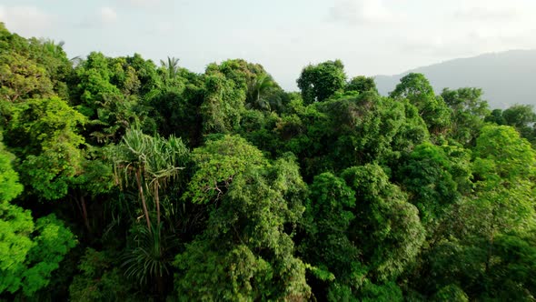 Dense jungle forest in the mountains of Ko Samui, Thailand. Revealing scene