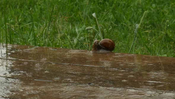 Snail Crawling Under The Heavy Rain, Gigant Snail On The Wooden Floor