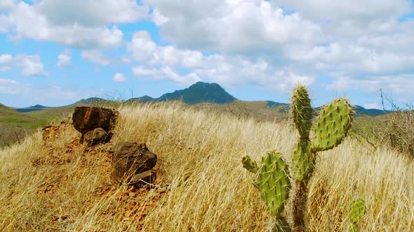 The Beautiful Mount Christoffelberg Behind Cactus And Grass In Curacao - ascending reveal