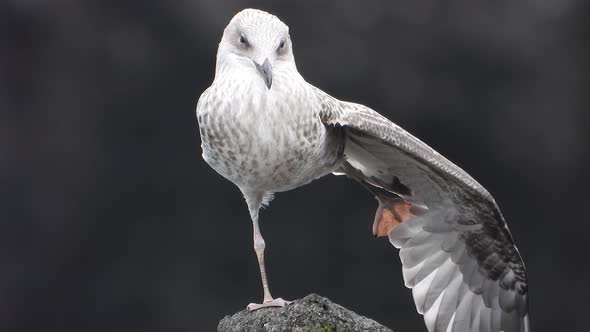 A Beautiful, Clean and Bright Feathered Young Seagull Bird in Natural Habitat