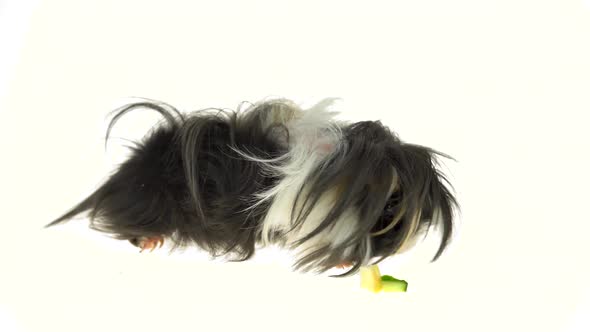 Fluffy Sheltie Guinea Pig Eating Isolated on a White Background in Studio. Close Up