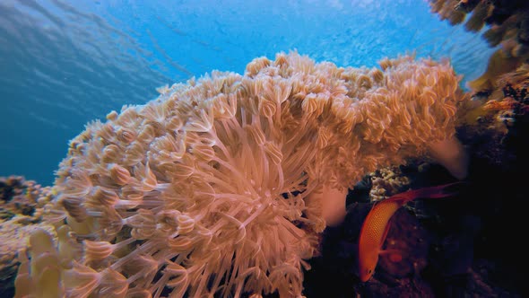 Underwater Sea Soft Coral