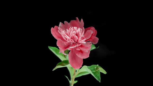 Pink Peony Flower Blooming