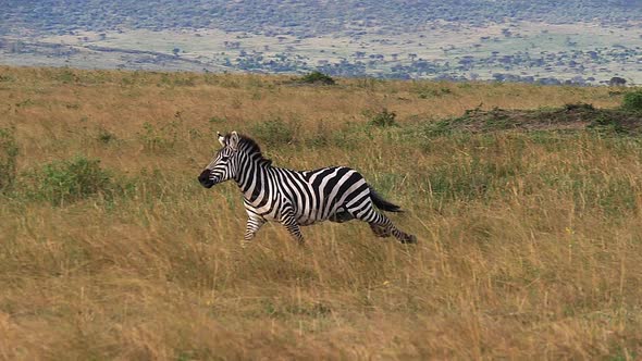 980427 Grant’s Zebra, equus burchelli boehmi, Adult running through Savannah, Masai Mara Park in Ken