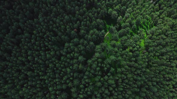 Flying Over Treetops In The Forest