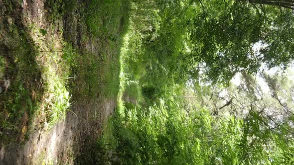 Vertical Video of a Summer Beautiful Forest in the Afternoon