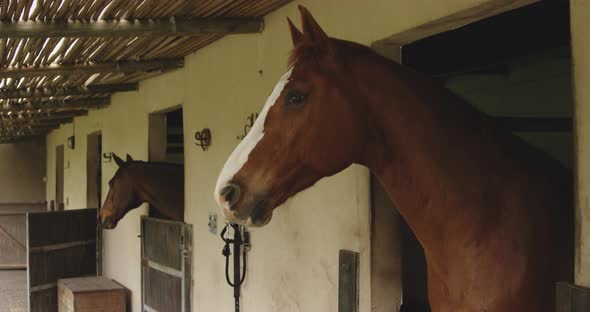 Dressage Horse waiting in a stable