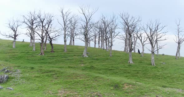 Man Walking Into the Cinematic Dead Forest