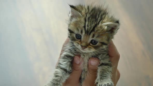 Hand Of Asian Woman Holding And Playing With Kitten