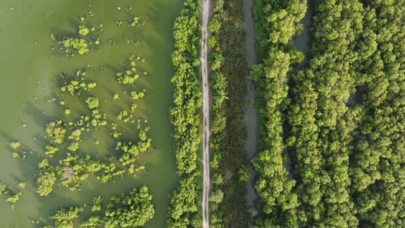 Aerial fly over the path in mangrove swamp