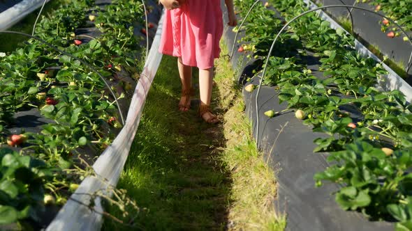 Girl picking strawberries in the farm 4k