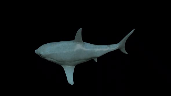 Shark Swim Top View alt