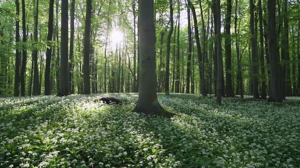 White ramson flowers, Hainich National Park, Thuringia, Germany