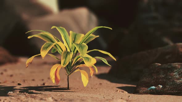 Green Plant at Sand Beach