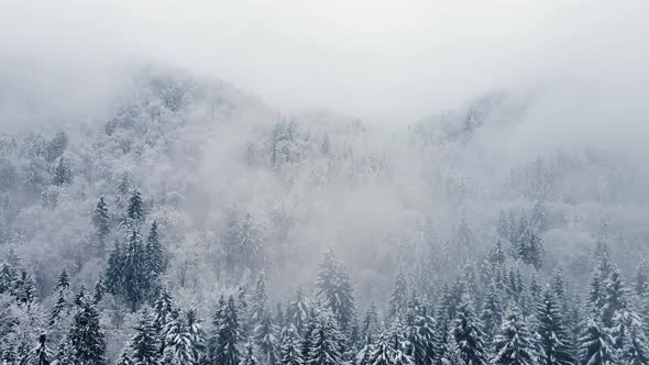 forest from above after a snowstorm with low clouds and nature covered in snow in wintertime