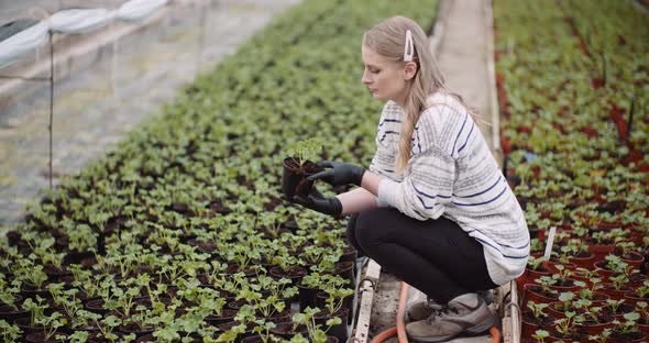 Agriculture - Female Gardener Examining Flower Seedlings