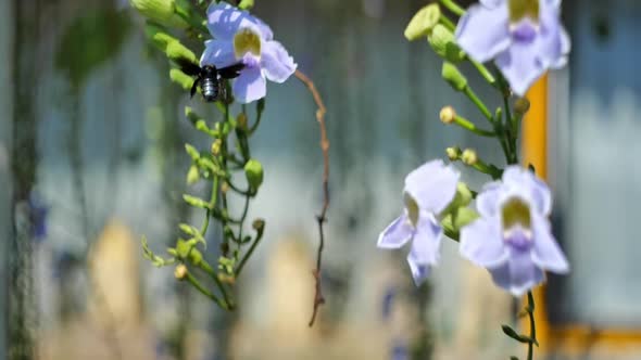 Bee Taking Nectar On A Flower 02