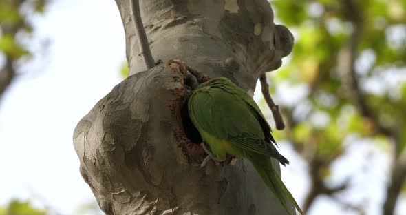 Rose-ringed parakeet in front of the nest, southern France
