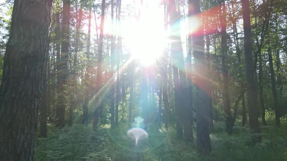 Beautiful Green Forest on a Summer Day Slow Motion