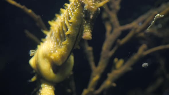 Seahorse Gutulatus spectacular Breeding in front