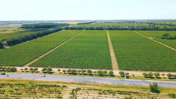 Flight Over the Great Grape Plantation