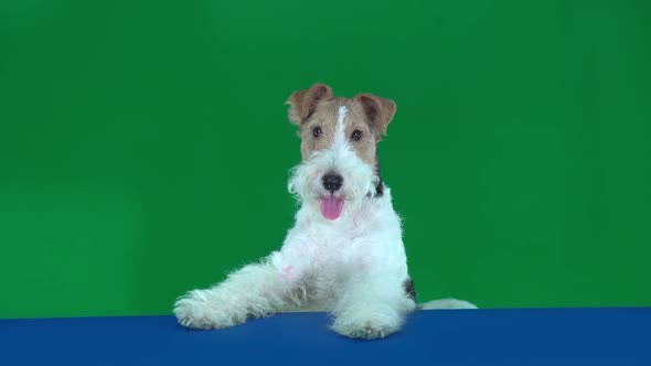 Fox Terrier at the Blue Blank Placard