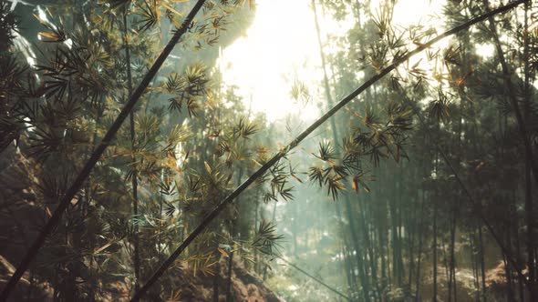 Green Bamboo Forest with Morning Sunlight