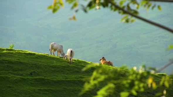 Cows grazing on a hill in Valpareiso, Colombia.