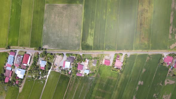 The Paddy Rice Fields of Kedah and Perlis, Malaysia