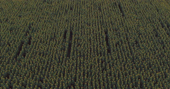 Endless Field with Blooming Sunflowers