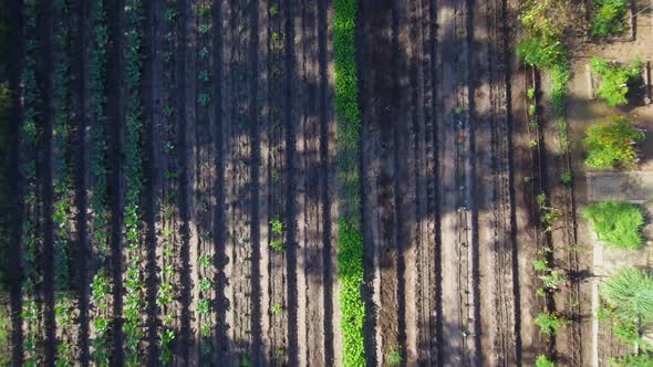 AERIAL: Birds eye view rise up of a small field of vegetables growing within a tree filled area.