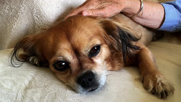 Owner stroking her spaniel on the sofa