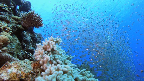 Underwater Coral Tropical Reef Glassfish