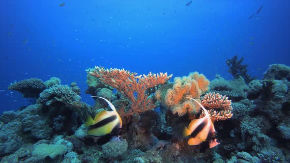 Tropical Colorful Fishes Blue Water