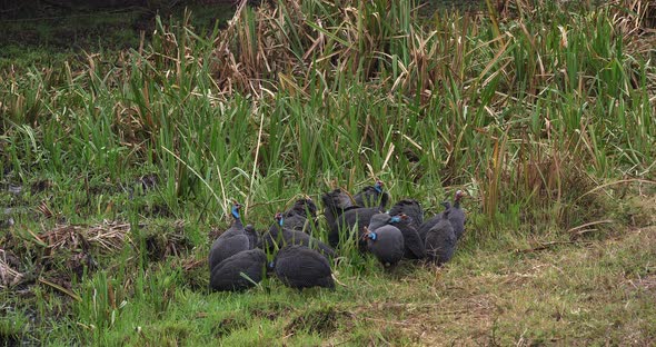 Helmeted Guineafowl, numida meleagris, Masai Mara Park in Kenya, Real Time 4K