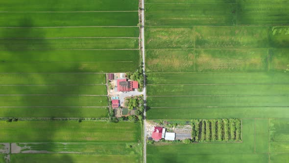 The Paddy Rice Fields of Kedah and Perlis, Malaysia