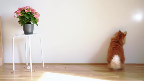 Cute ginger cat playing with sun beam indoors