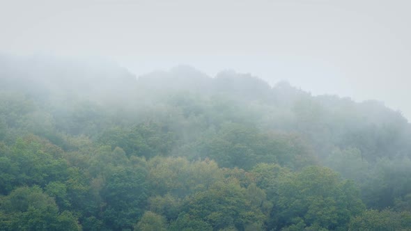 Mist Moving Over The Forest Tree Tops