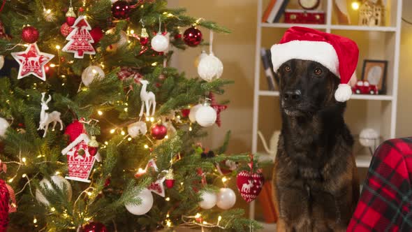 Dog Wearing Christmas Hat Closeup