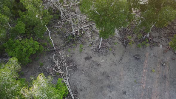 Aerial view mangrove tree fall down