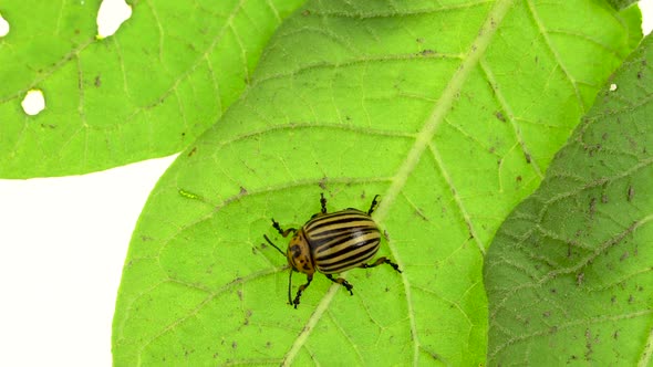 Colorado Beetle Eats a Stalk From a Potato on a White Background Top View