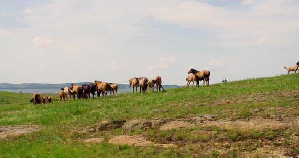 Horses Graze on the Hillside   Footage