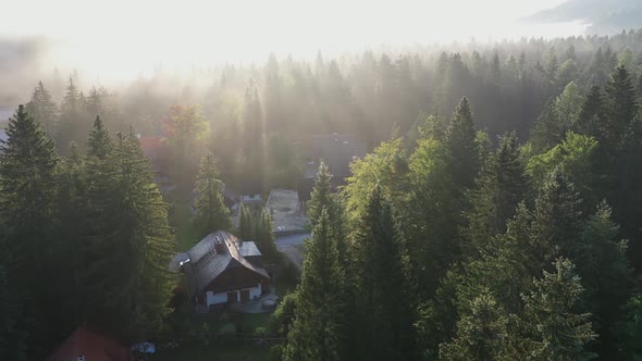 Fog in the forest