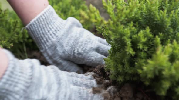 Closeup a Hands of Planting a Young Thuja Tree in a Hole