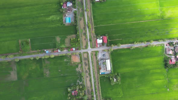 The Paddy Rice Fields of Kedah and Perlis, Malaysia