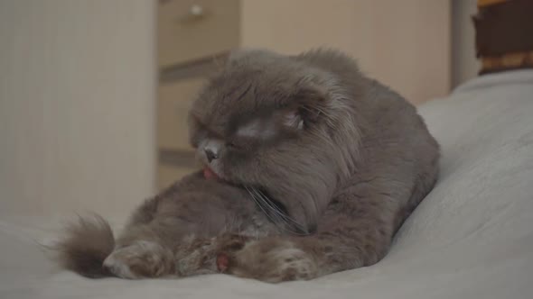 Scottish Fold Cat is Washing Her Tongue